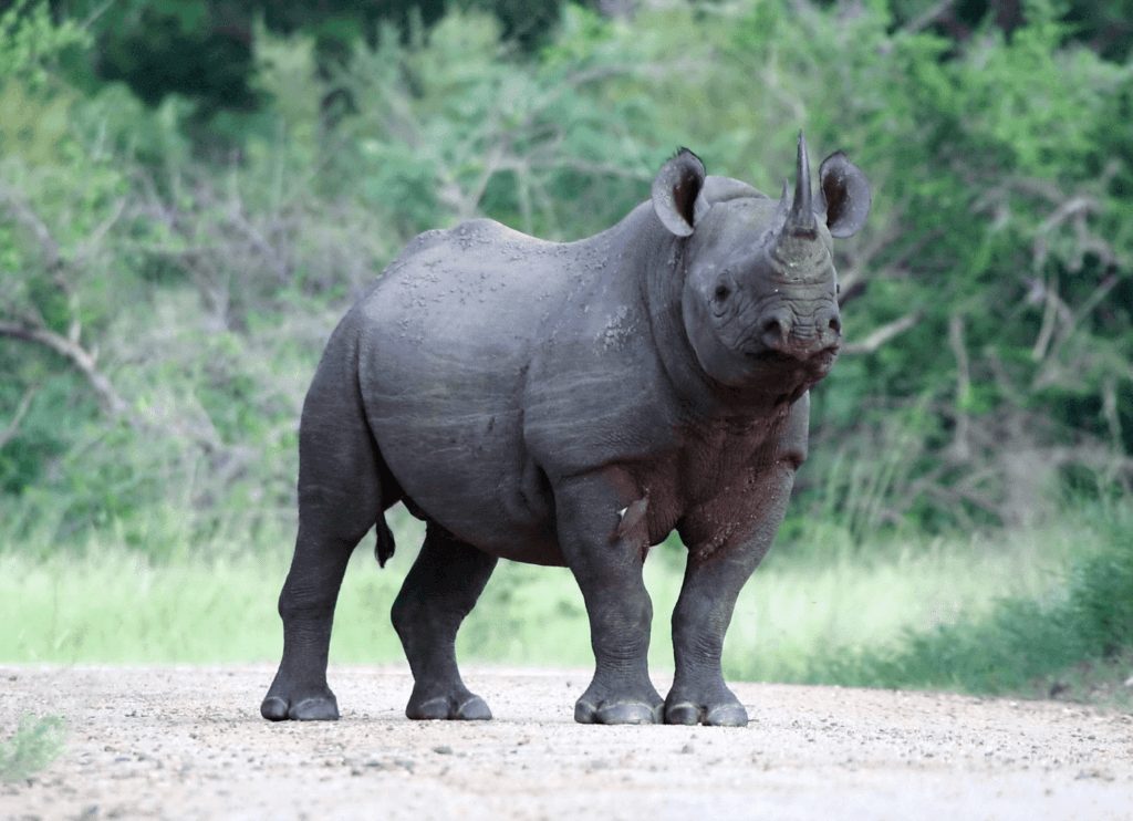 A Javan Rhino in a road looking at a camera.