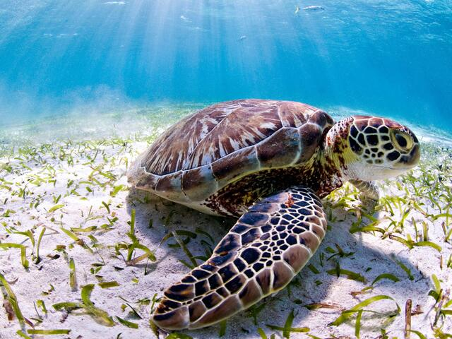 A Sea Turtle at the ocean floor