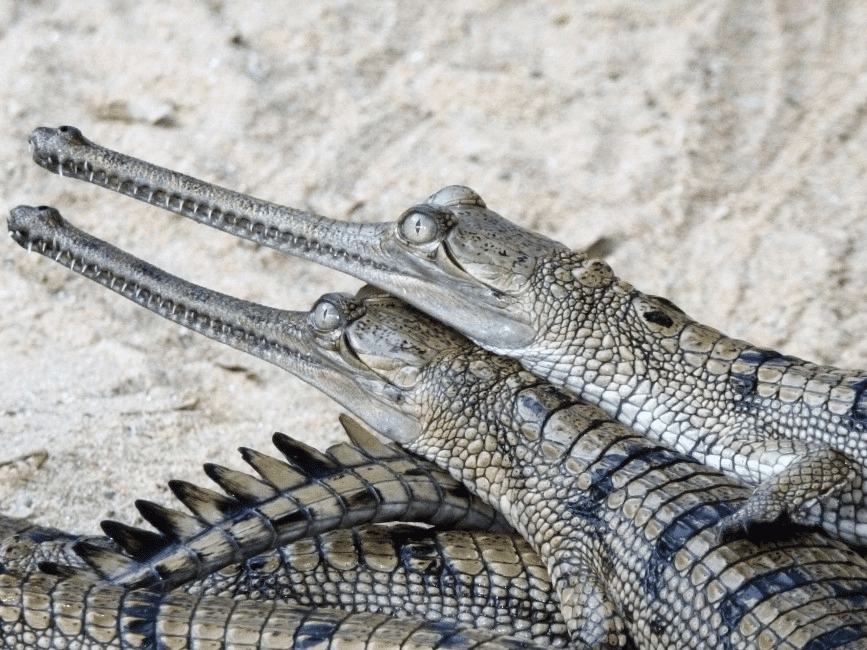Gharials in the Bronx Zoo