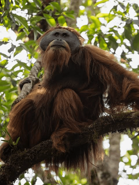 A Tapanuli Orangutan in a tree