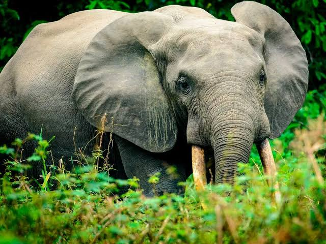 An African Forest Elephant in some brush