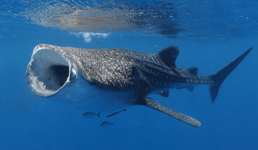 A Whale Shark with its mouth wide open